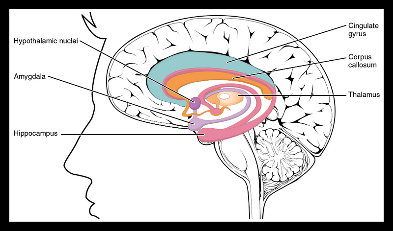 Brain memory processes and neuroplasticity