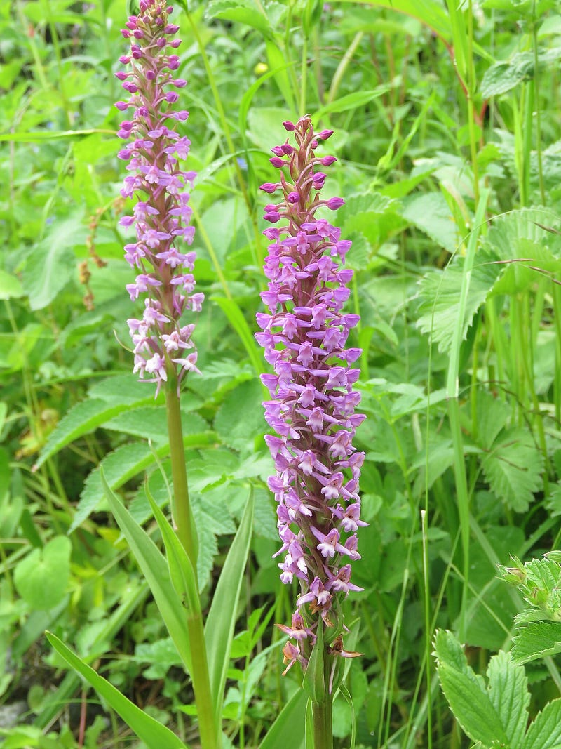 Himalayan Orchid in its natural habitat