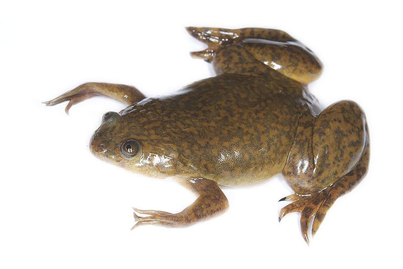 Bornean Clawed Frog in its rainforest habitat