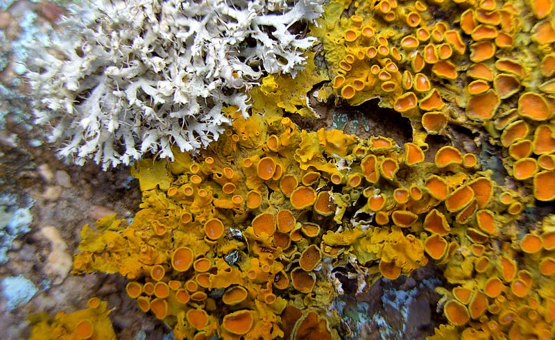 Glowing Lichen illuminating the forest floor