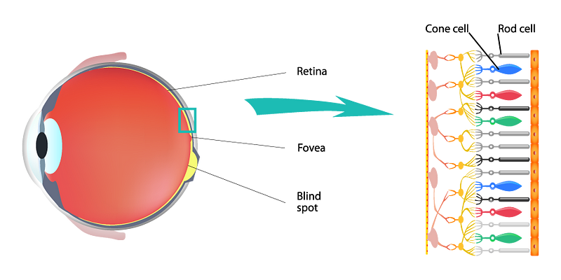 Diagram of photoreceptor cells in the human eye