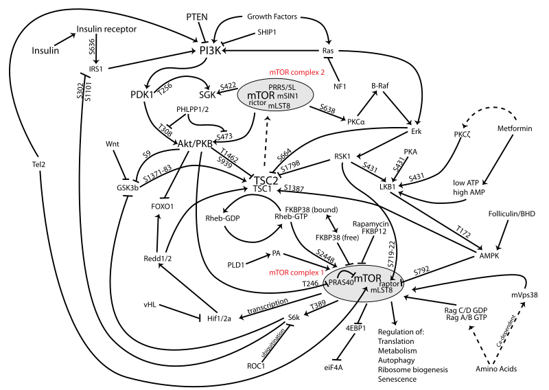 Diagram of mTOR pathways