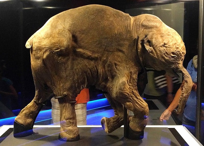 Mummified baby mammoth