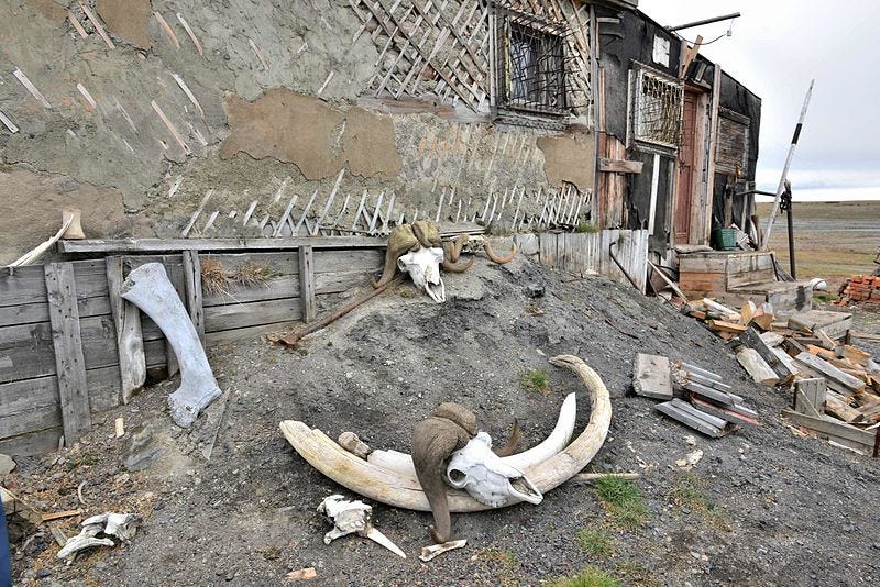 Remains of woolly mammoth and muskox