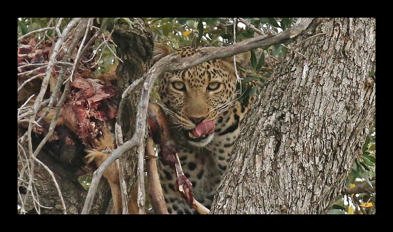 Leopard taxonomy and classification overview