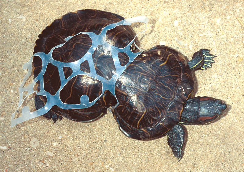 Turtle ensnared by plastic waste