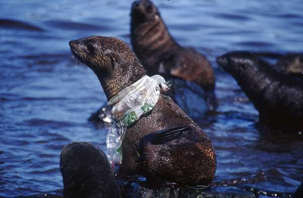 Seal entangled in plastic