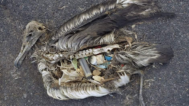 Bird carcass filled with plastic