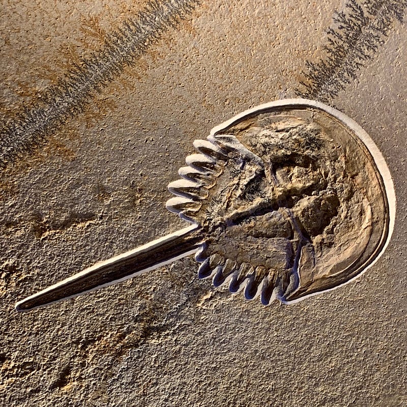 Fossil discovery in Burgess Shale