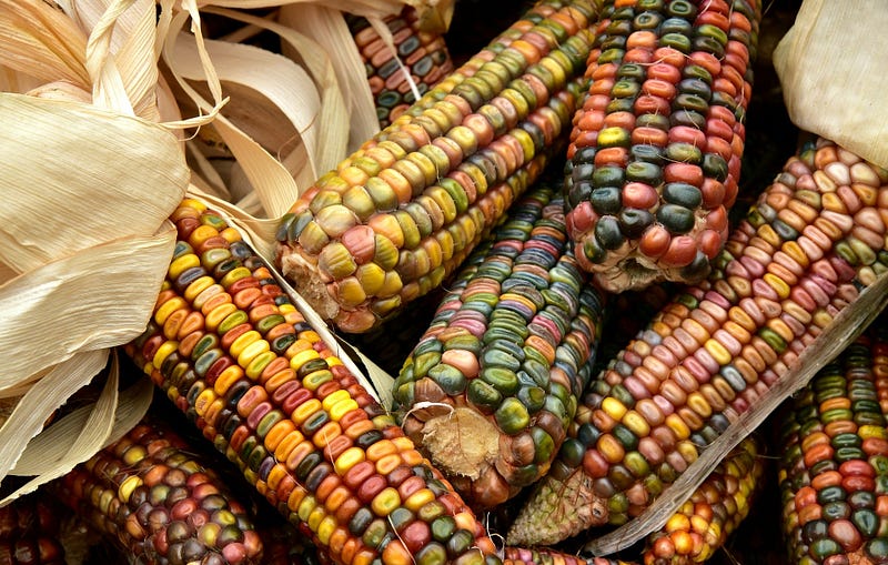 Colorful corn, a staple of the first Thanksgiving