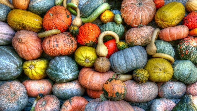 Fresh pumpkins, a vital source of nutrition