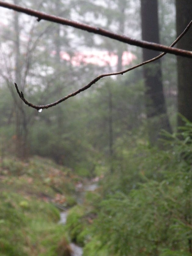 Serene forest landscape during a morning walk