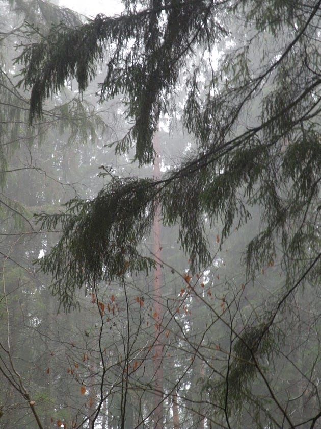 Raindrops falling through the trees