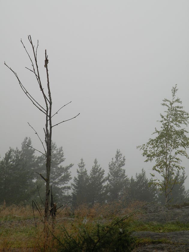 Fog enveloping a tranquil forest scene