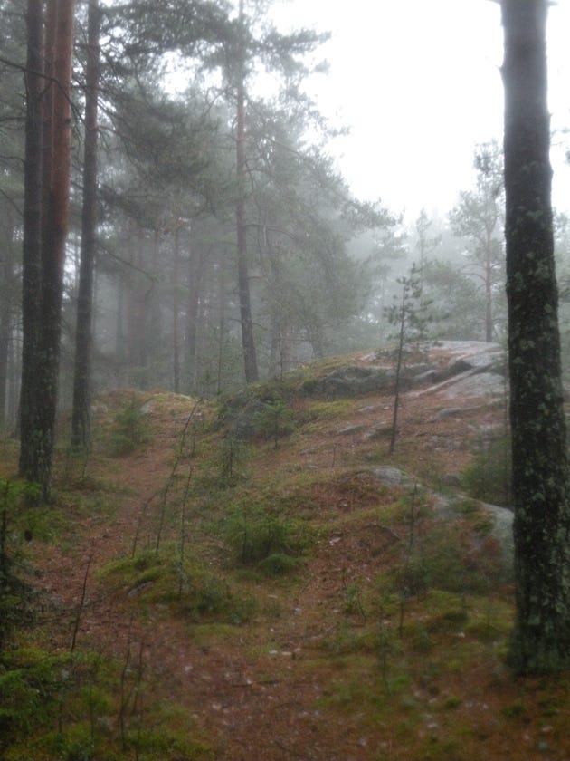 A peaceful path through the woods