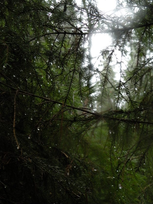 Unique textures and patterns found in the forest