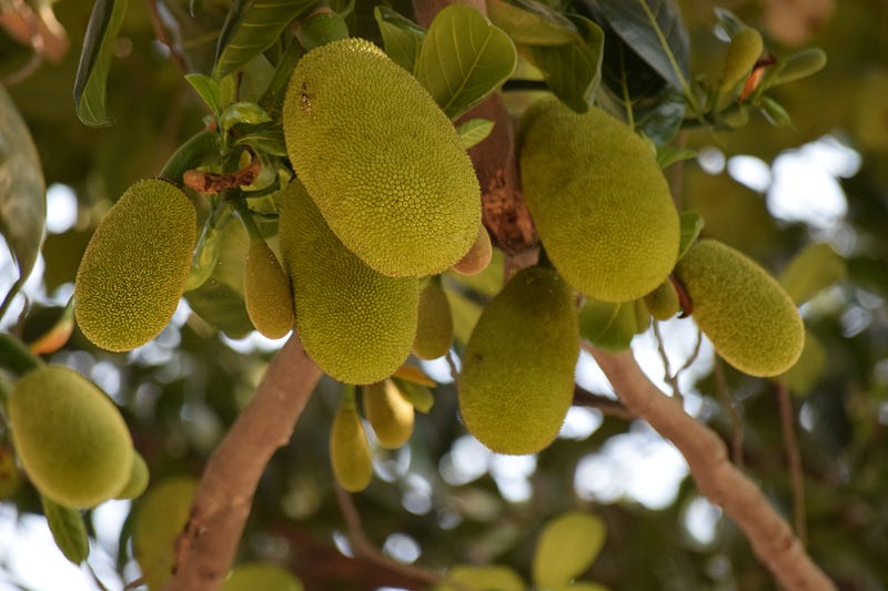 Jackfruit in a culinary setting