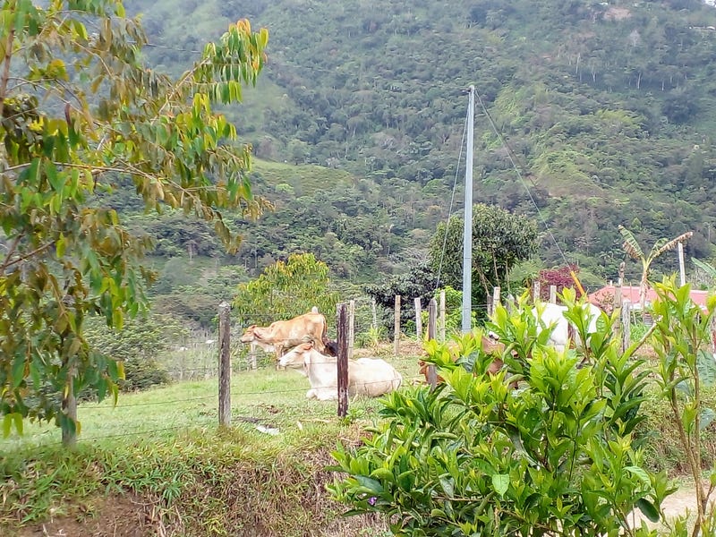 Cow enjoying a moment of calm