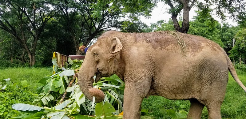 Cow enjoying a snack of banana leaves