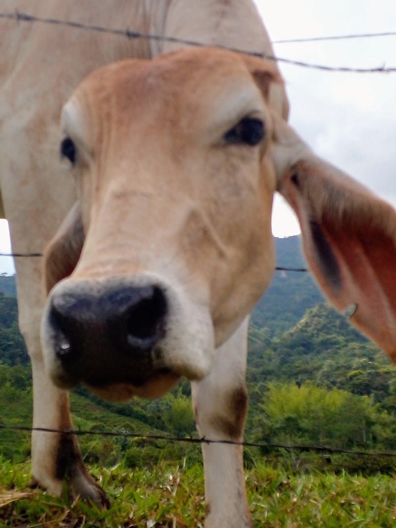 Cows looking curiously for treats