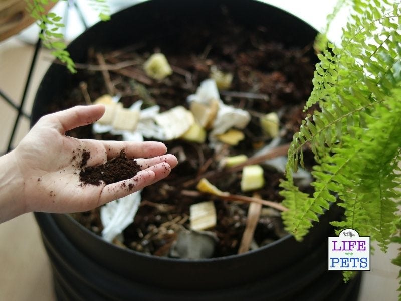 Adding soil to the worm farm