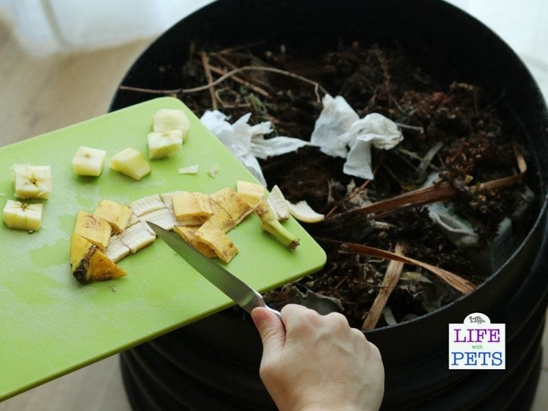 Adding kitchen scraps to the worm farm