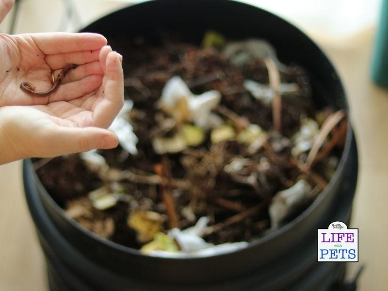 Adding worms to the compost bin