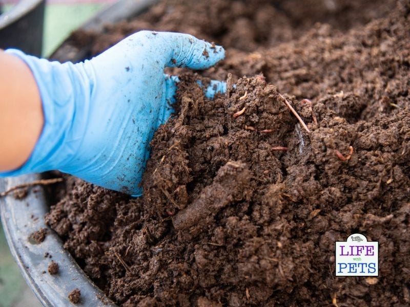 Fresh compost ready for sale