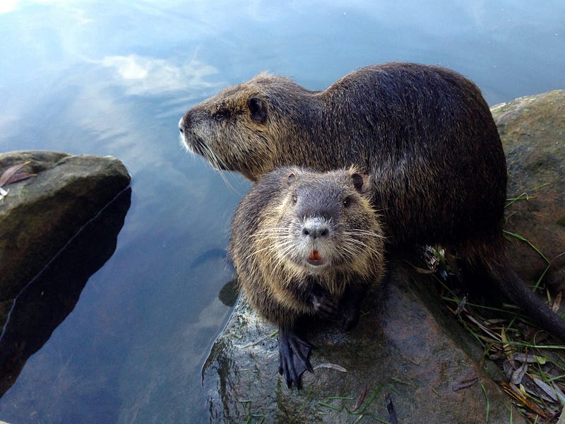 Beaver population study in Devon