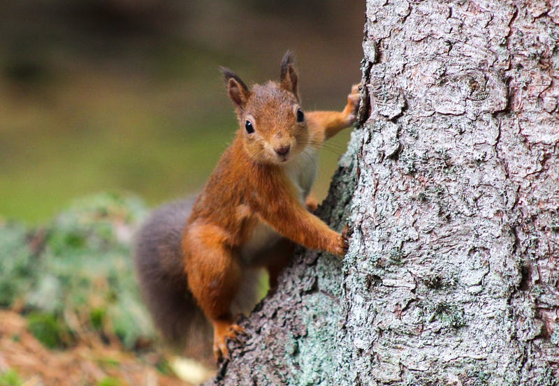 Pine marten as a predator