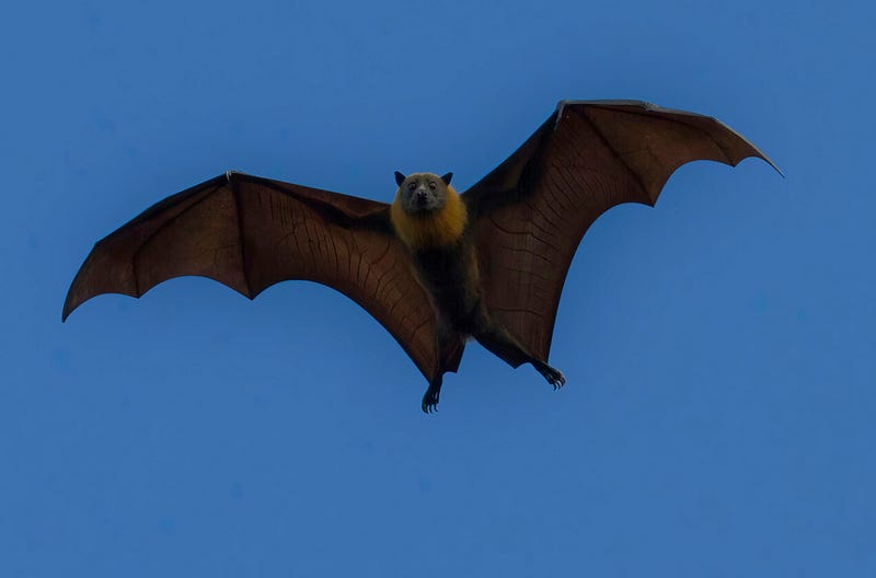 Flying Fox in flight against a twilight sky