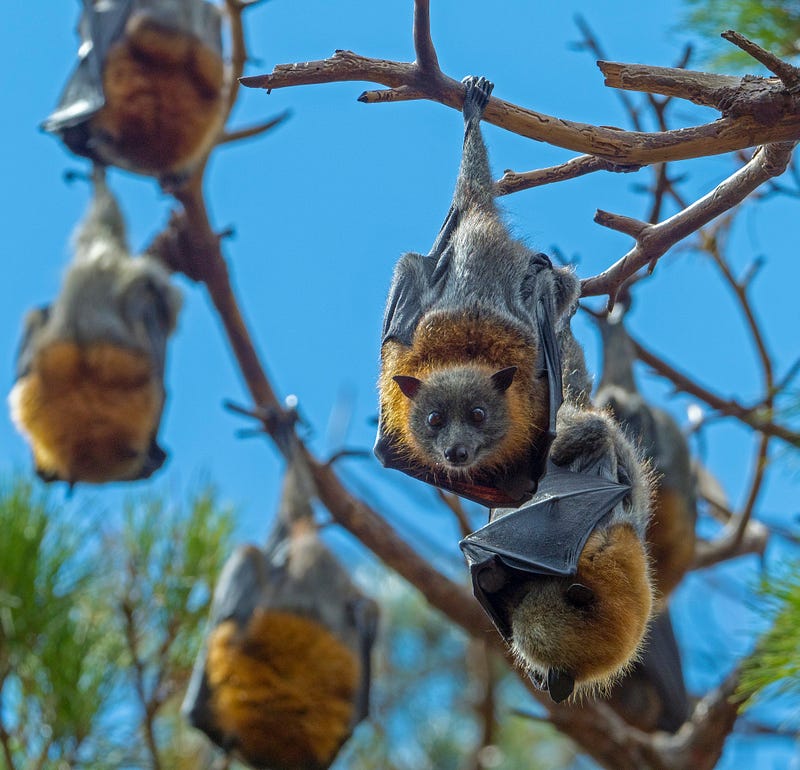 Flying Fox colony hanging upside down in trees