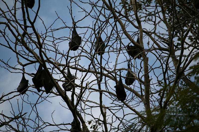 Close-up of a Flying Fox showcasing its unique features