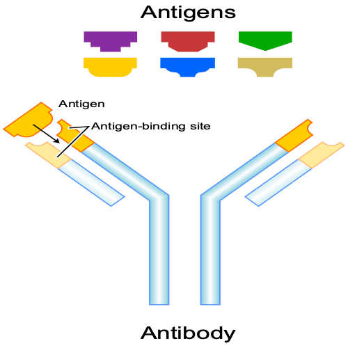 Antibodies Binding to Antigens