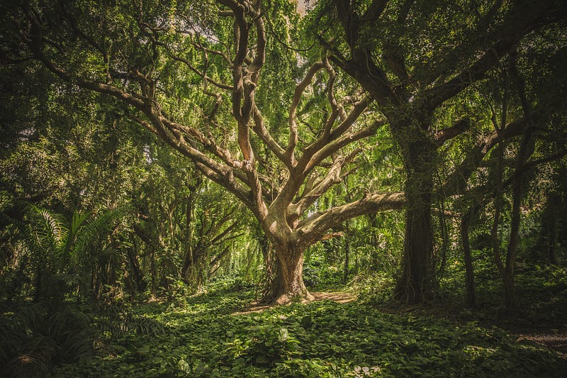 Trees in a lush forest