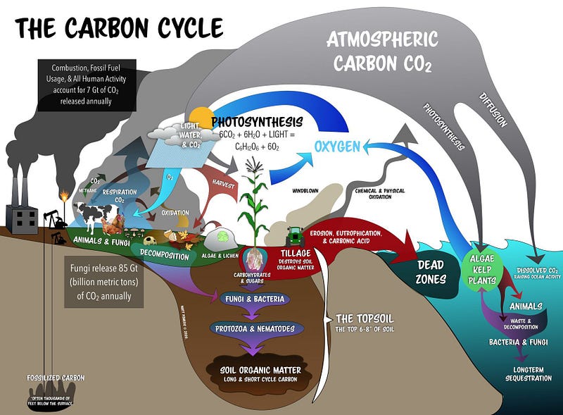 Illustration of the carbon cycle highlighting oceans