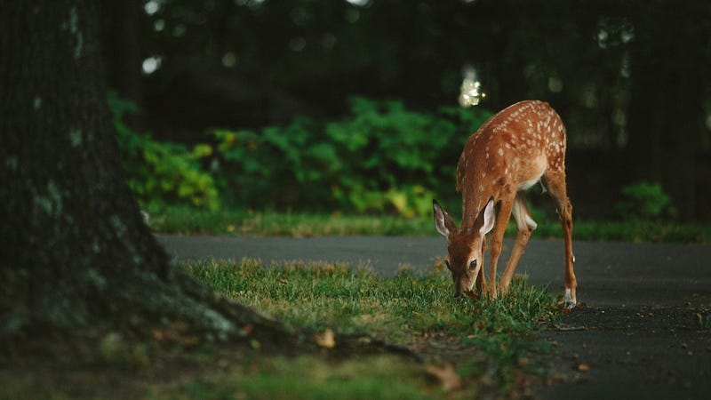 Key Deer in their natural habitat