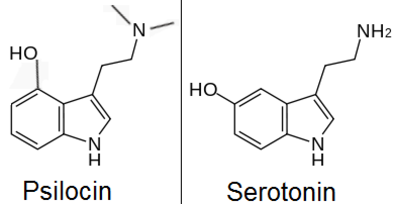 Psilocybin Mushroom Effects