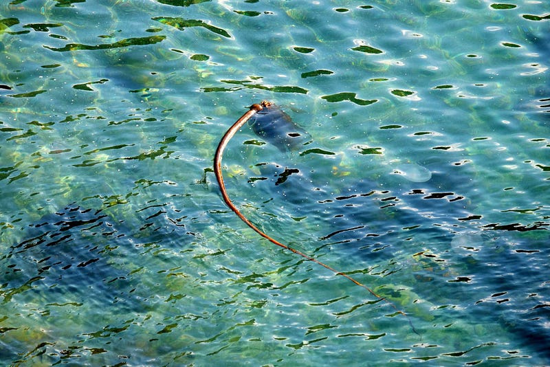 Bull kelp frond at Stillwater Cove