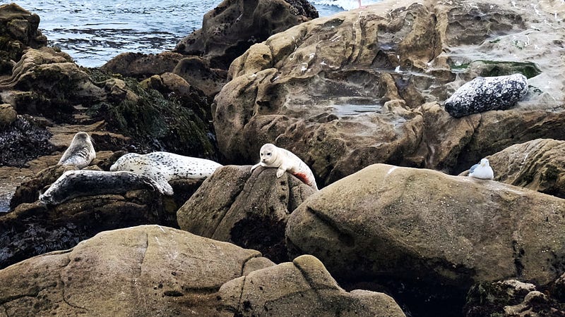 Camouflage for avoiding sharks