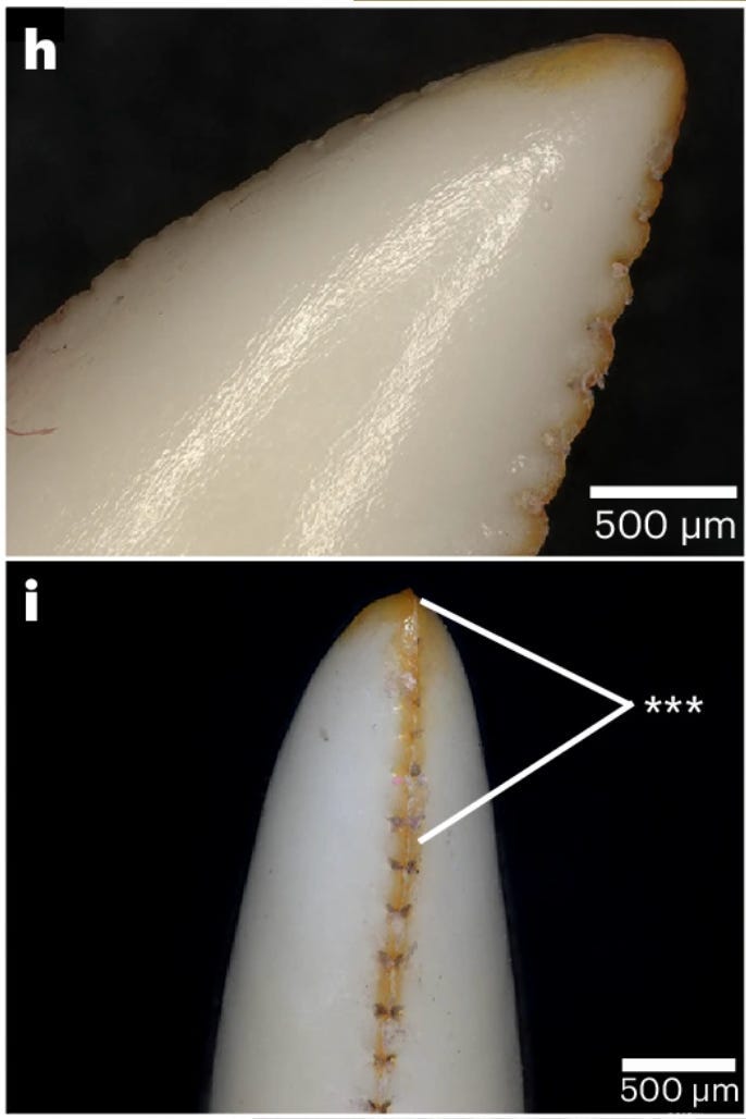 Close-up of the orange tint on Komodo dragon teeth